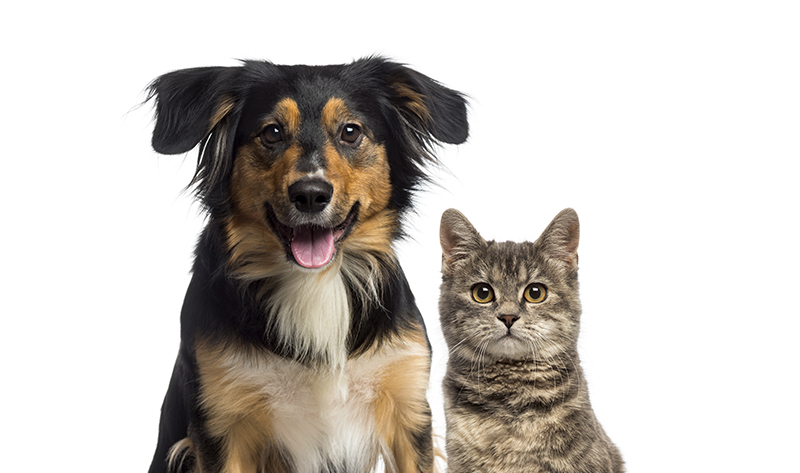 Animales y delito de maltrato