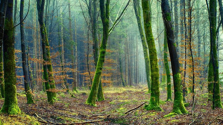 El derecho ambiental, un instrumento fundamental para proteger el medio ambiente