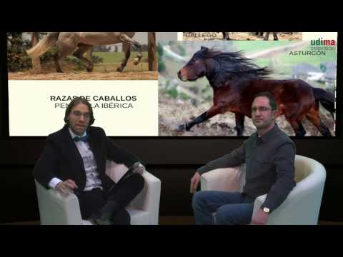 11. El caballo en la tardoantigüedad: el pasarriendas de Villaobispo (Zamora)