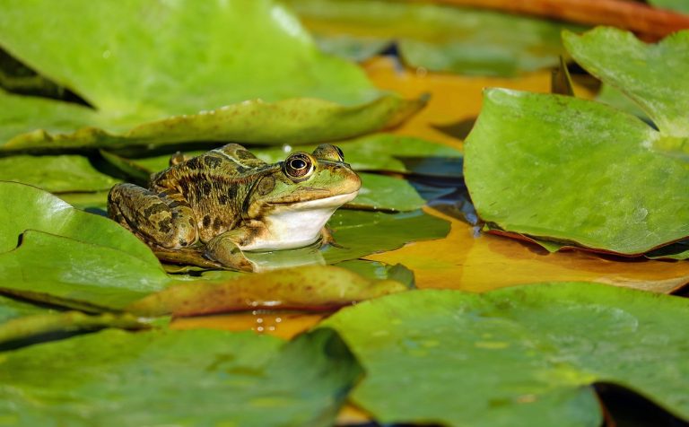 El cambio climático amenaza la supervivencia de los anfibios, pero todavía hay tiempo para evitarlo protegiendo sus hábitats