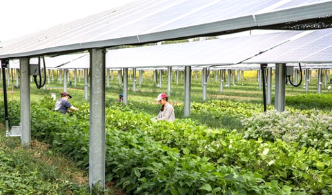 cultivos agrícolas con paneles fotovoltaicos