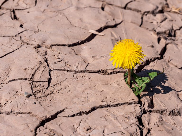 resiliencia