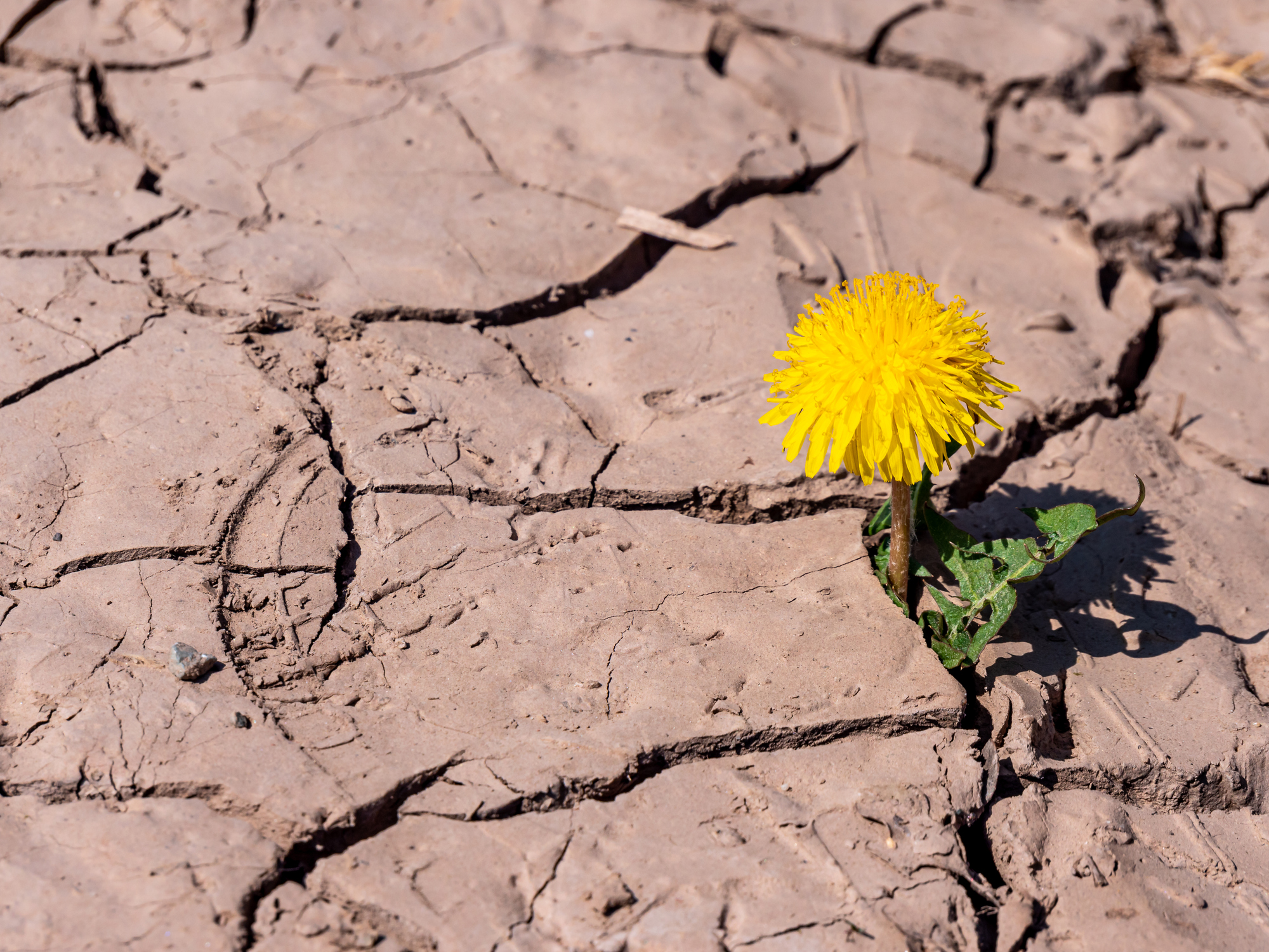 resiliencia