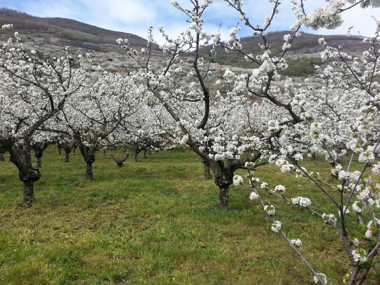 7 destinos para disfrutar de la explosión de la naturaleza durante esta primavera